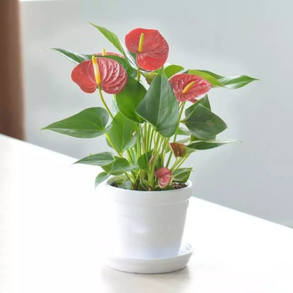 cây trồng trong nhà phong thủy