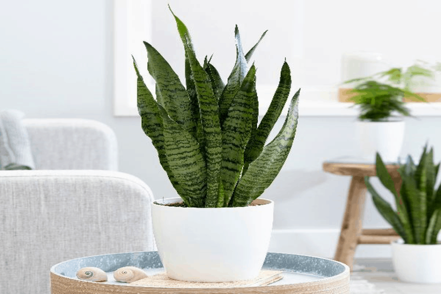 cây trồng trong nhà ít ánh sáng
